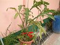 DSCF0033( 開花後 )